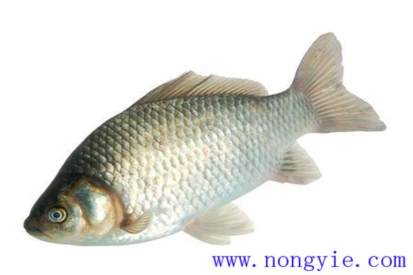 鯽魚(yú)