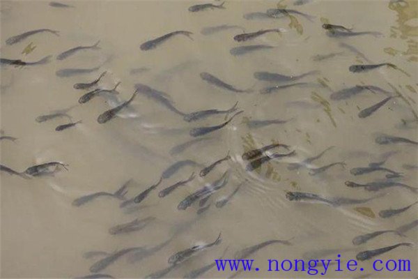 魚種、秋花和春片