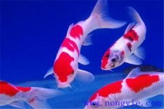 在水族箱中喂養(yǎng)錦鯉要注意些什么？