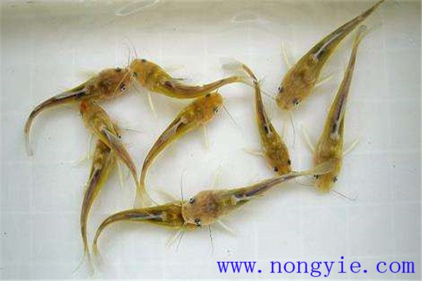 什么樣的魚(yú)苗是才好種苗