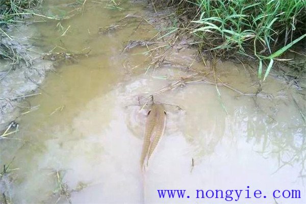 怎樣利用小山塘、魚池、坑凼培育魚苗、魚種