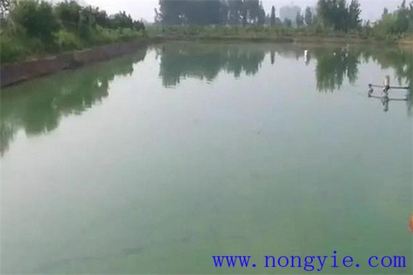 施肥要看魚(yú)情、看水色、看天氣