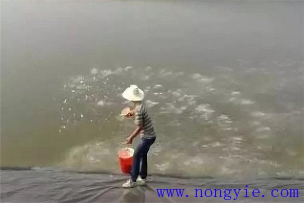 入夏勤施、盛暑穩(wěn)施、秋涼重施