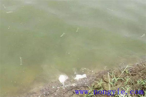 施肥要注意改善魚(yú)苗、魚(yú)種池水質(zhì)