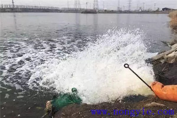 魚苗池分期注水方法