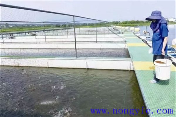 保證飼料質量、掌握好投喂量