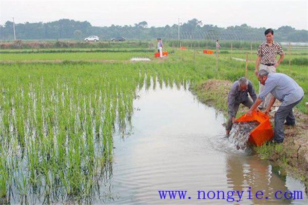 魚(yú)類(lèi)與稻谷增產(chǎn)幅度的關(guān)系