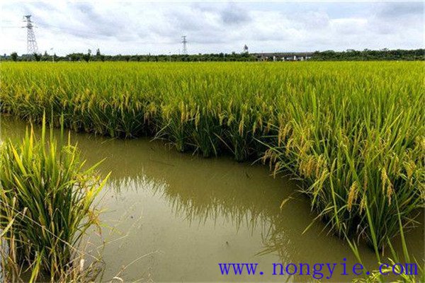 稻田養(yǎng)魚(yú)省去了繁重的除草勞動(dòng)