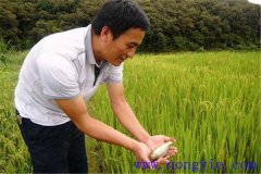 稻田養(yǎng)魚(yú)為什么不普及，其限制性因素有哪些？