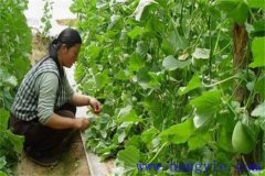 厚皮甜瓜整枝方式、整枝技術(shù)要點(diǎn)與注意事項(xiàng)