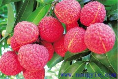 荔枝什么時(shí)候成熟上市 荔枝各地什么時(shí)間種植？