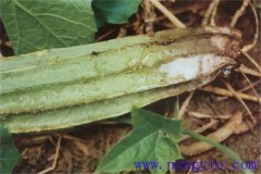 絲瓜果腐病的癥狀是什么，如何防治與預防？