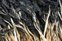 小白菜干怎么曬制，小白菜和大白菜有什么區(qū)別