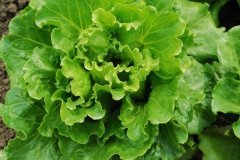 生菜是葉用萵苣嗎?生菜的形態(tài)特征及其三個(gè)種