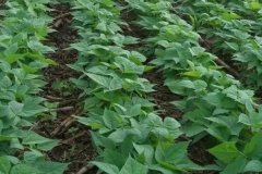 黑豆什么時間種植，黑豆對生長環(huán)境的要求有哪