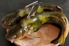 如何宰殺黃骨魚(yú)、怎么清洗，怎么挑選黃骨魚(yú)