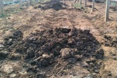 雞糞如何發(fā)酵有機(jī)肥，干雞糞和濕雞糞哪個好？