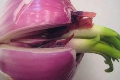 洋蔥發(fā)芽能不能吃，怎么避免洋蔥發(fā)芽？