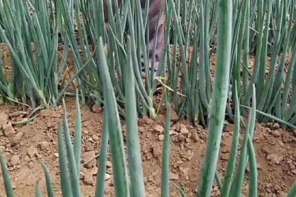 大蔥對(duì)生長環(huán)境的要求