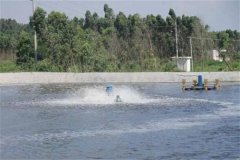 怎樣養(yǎng)好對(duì)蝦，養(yǎng)對(duì)蝦的基本知識(shí)