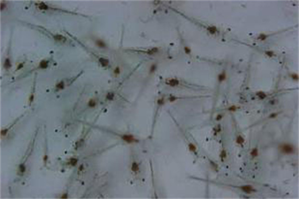 認準優(yōu)質蝦苗的特征