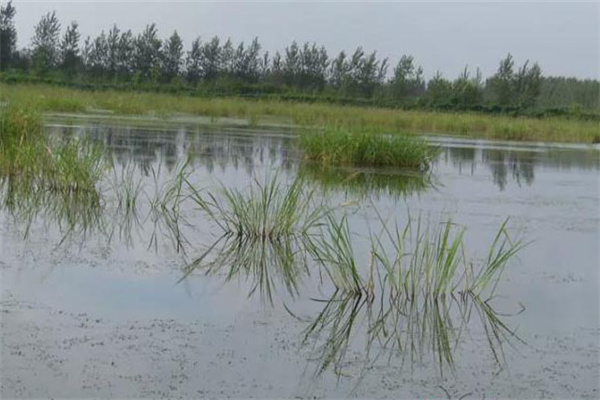 放養(yǎng)幼蝦時需要注意哪些事項(xiàng)