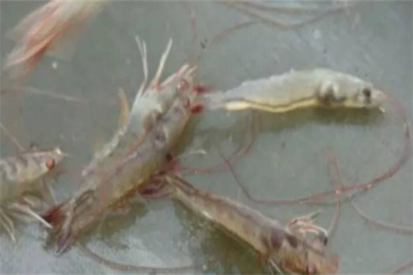 南美白對蝦病害防治的新思路、新方法