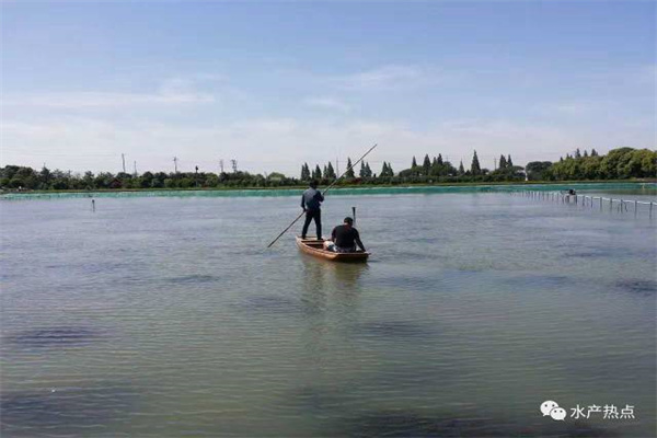 池塘魚(yú)蝦蟹高效養(yǎng)殖經(jīng)驗(yàn)談