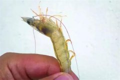 對(duì)蝦偷死是什么原因，應(yīng)如何處理，如何預(yù)防？