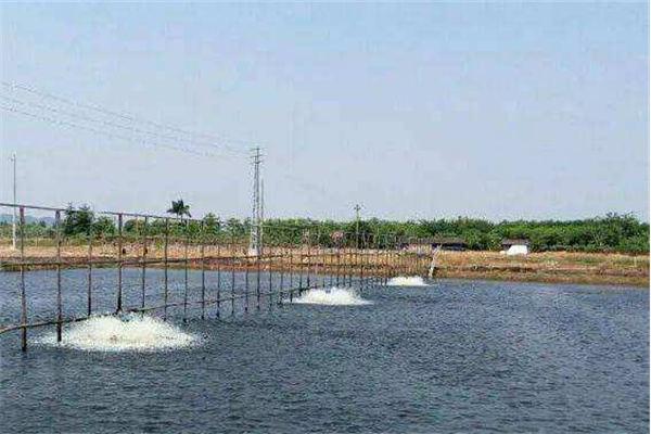 調(diào)節(jié)水質(zhì)、改良底質(zhì)