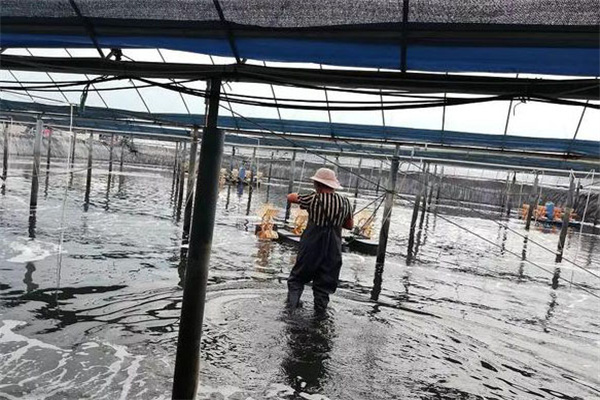 封閉內(nèi)凈養(yǎng)蝦的優(yōu)點(diǎn)與原理