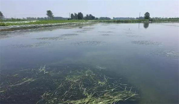 凈化、穩(wěn)定水質(zhì)