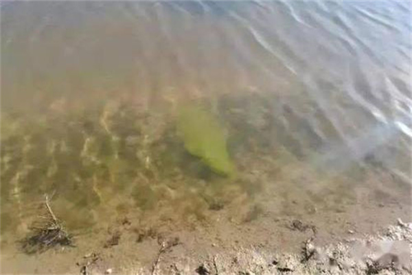 施足基肥，巧施追肥