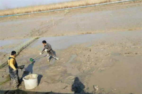 清塘消毒，改良底質(zhì)