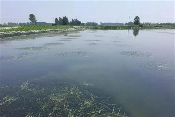 栽種水草，嚴(yán)格管護(hù)