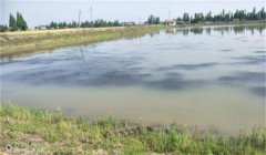 池塘養(yǎng)蟹如何進(jìn)行水質(zhì)管理？