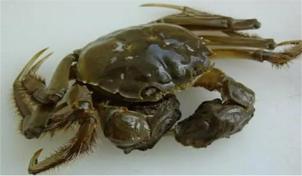 如何預防和治療河蟹固著纖毛蟲病