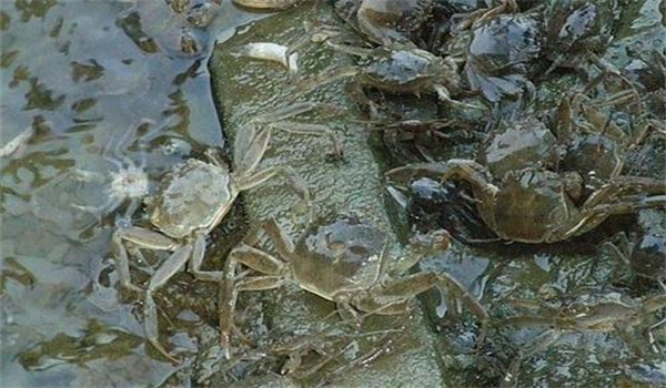 個(gè)體健壯、無病害