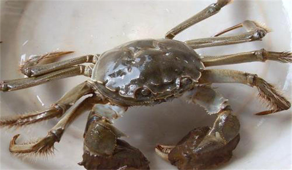 注意不同水系體形、體重差異