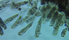 診斷魚病的方法有哪些？