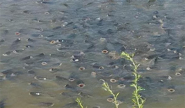 如何判斷魚(yú)類浮頭的輕重
