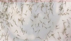 翹嘴紅鲌苗種運(yùn)輸方法及需注意事項(xiàng)有哪些?