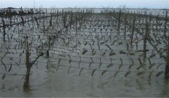 怎樣確定牡蠣采苗期，選用什么樣的采苗器較好