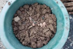 羊糞怎樣做養(yǎng)花肥料，可以直接放花盆表面嗎？