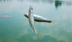釣到的白條魚能養(yǎng)活嗎？釣白條魚要注意什么？