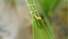 稻縱卷葉螟用什么藥防治，其發(fā)生規(guī)律是什么？
