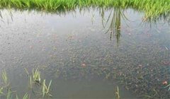 小龍蝦池塘養(yǎng)殖管理技術(shù)