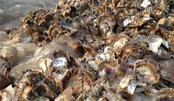 牡蠣幼蟲(chóng)面盤(pán)病毒病防治方法