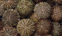 我國(guó)主要經(jīng)濟(jì)海膽品種的形態(tài)、生態(tài)、生活習(xí)性