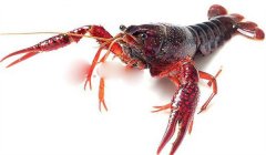 紅殼蝦是性成熟標(biāo)志嗎?青殼蝦和紅殼蝦的區(qū)別